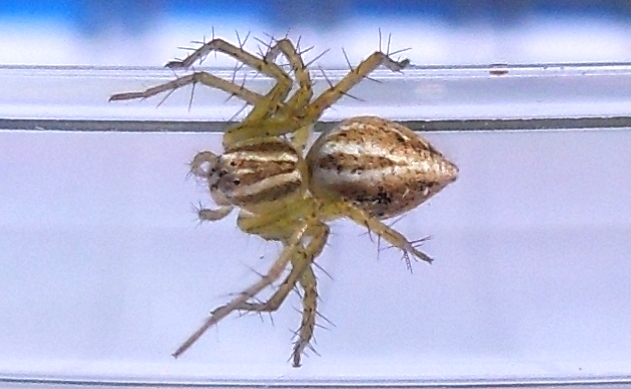 Oxyopes sp.